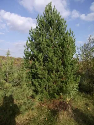 Сосна румелийская 🌲 купить с доставкой курьером, почтой, самовывоз в 52  городах, цены и фото