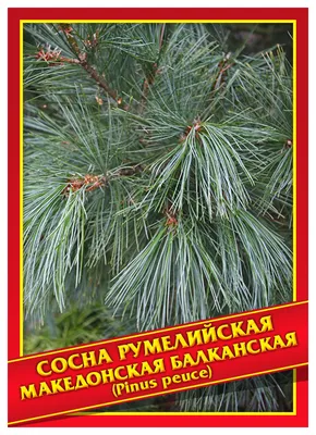 СОСНА РУМЕЛИЙСКАЯ | ART Story | Дзен