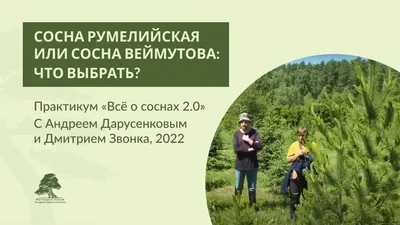 Сосна румелийская, балканская, македонская Rovinsky Garden Pinus peuce,  высота 20-30см, объём горшка 3л (ID#1602564405), цена: 480 ₴, купить на  Prom.ua