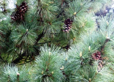Сосна румелийская (Pinus peuce)