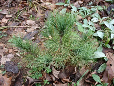 Сосна румелийская / Pinus peuce, С7.5 Н 40-50 – фото, отзывы,  характеристики в интернет-магазине ROZETKA от продавца: ImportPlant |  Купить в Украине: Киеве, Харькове, Днепре, Одессе, Запорожье, Львове