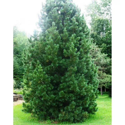 Сосна румелийская \"Pinus\" купить по цене от 21000 рублей в Москве и Мытищах