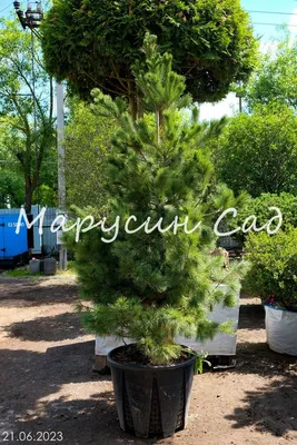 Сосна румелийская (Pinus peuce)