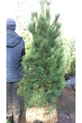 Сосна Румелійська / Балканська 3річна, Сосна Румелийская / Балканская,  Pinus peuce (ID#1417817109), цена: 125 ₴, купить на Prom.ua