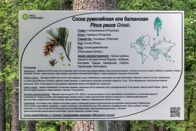 Сосна румелийская (балканская) семена купить недорого