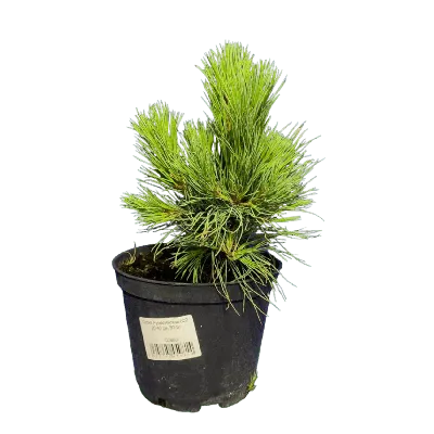 Сосна румелийская, pinus peuce