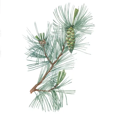 Сосна румелийская, балканская, македонская Pinus peuce, высота 30-40см,  объём горшка 4л – фото, отзывы, характеристики в интернет-магазине ROZETKA  от продавца: Sho-Sho Store | Купить в Украине: Киеве, Харькове, Днепре,  Одессе ...
