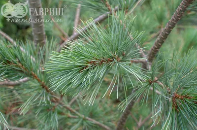 Питомник растений «Сделано у нас» - Сосна Румелийская (C2, 20-40 см, В2/3)