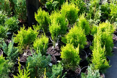 Сосна румелийская или македонская (Pinus peuce)