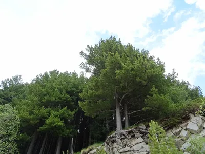 Сосна румелийская купить в городе Москва
