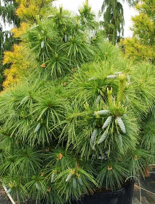 Сосна Шверина Витхорст. (Pinus schwerinii Wiethorst) С7,5 купить в  интернет-магазине ЦВІТСАД с доставкой по Украине