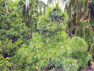 Сосна Шверина Витхорст (Pinus schwerinii Wiethorst) купить саженцы в Москве  по низкой цене из питомника, доставка почтой по всей России |  Интернет-магазин Подворье