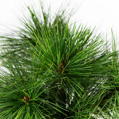 Сосна шверина Витхорст / h 30-40 / Pinus schwerinii Wiethorst: продажа,  цена в Украине. саженцы декоративных деревьев и кустарников от \"БалСад\" -  1825226462