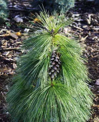 Сосна Шверина (Schwerini) купить в Киеве, цена — Greensad