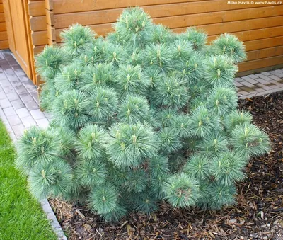 Сосна шверина Витхорст / h 30-40 / Pinus schwerinii Wiethorst  (ID#1825226462), цена: 1200 ₴, купить на Prom.ua