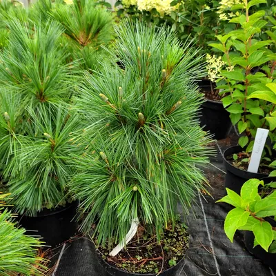 Сосна веймутова шверина витхорст (pinus schwerinii wiethorst) — цена 580  грн в каталоге Исскуственные елки ✓ Купить товары для дома и быта по  доступной цене на Шафе | Украина #116886498