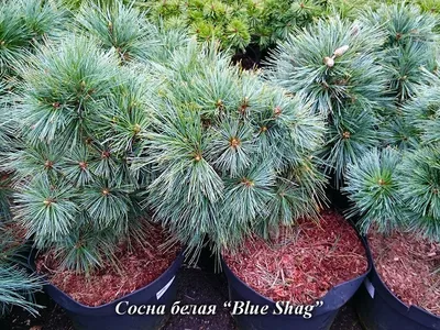 Сосна Шверина Витхорст K14 G / H50-60 купить в Киеве, цена: Львов, Харьков,  Одесса, Днепр отзывы — интернет-магазин Клуб Растений