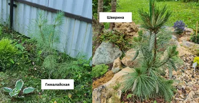 Купить сосну Веймутова в питомнике «Зеленый Максимум»