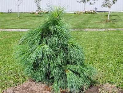 Сосна Шверина Витхорст (Pinus Schwerinii Wiethorst) купить