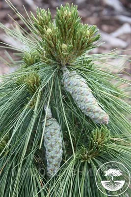 Сможет ли в Московской области расти сосна Шверина Витхорст (pinus  schwerinii Wiethorst)?» — Яндекс Кью