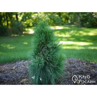Сосна Шверина 'Ваеторст' (Pinus schwerinii 'Wiethorst') (id 53973153),  купить в Казахстане, цена на Satu.kz