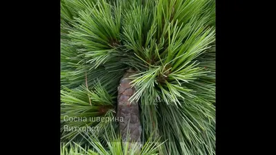 Сосна Шверина Витхорст C35 / H120-140 купить в Киеве, цена: Львов, Харьков,  Одесса, Днепр отзывы — интернет-магазин Клуб Растений