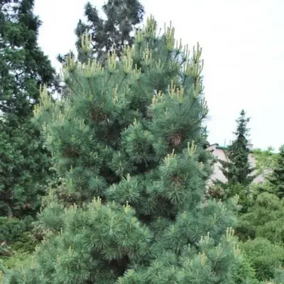 Сосна шверина Витхорст \"Pinus schwerinii Wiethorst\" | САД ПОЛТАВИ