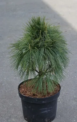Сосна Веймутова (Pinus strobus) | Блог о ландшафтном дизайне