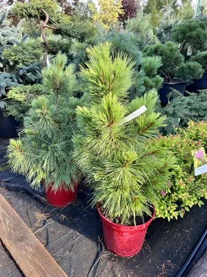 Сосна шверина Витхорст \"Pinus schwerinii Wiethorst\" | САД ПОЛТАВИ