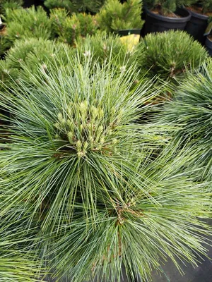 Сосна Шверина Витхорст (Pinus schwerinii Wiethorst) купить саженцы в Москве  по низкой цене из питомника, доставка почтой по всей России |  Интернет-магазин Подворье