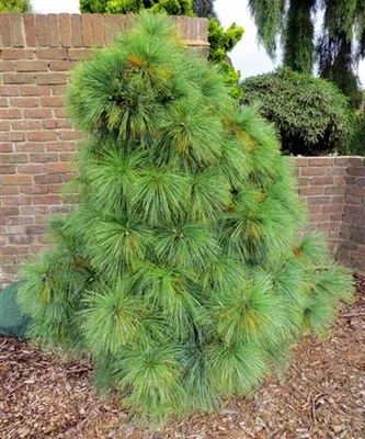 Сможет ли в Московской области расти сосна Шверина Витхорст (pinus  schwerinii Wiethorst)?» — Яндекс Кью