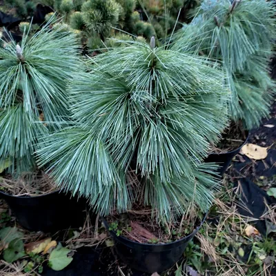 Сосна Шверина Витхорст Pinus schwerinii Wiethorst 5л (Н) — цена в LETTO