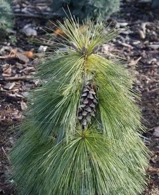 Сосна Шверина Витхорст 90/100 Pinus schwerinii Wiethorst 25л (Н) — цена в  LETTO