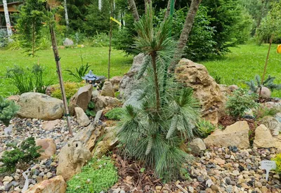 Сосна шверина Витхорст / h 40-50 / Pinus schwerinii Wiethorst: продажа,  цена в Украине. саженцы декоративных деревьев и кустарников от \"БалСад\" -  1687890123