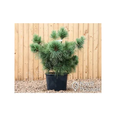 Pinus ×schwerinii 'Wiethorst' | Питомник Тайга