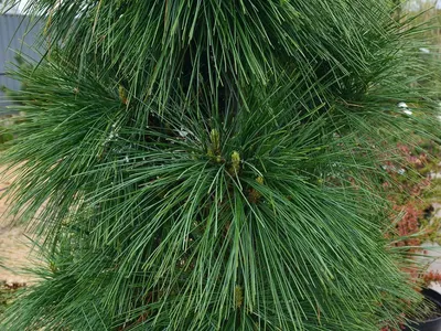 Сможет ли в Московской области расти сосна Шверина Витхорст (pinus  schwerinii Wiethorst)?» — Яндекс Кью