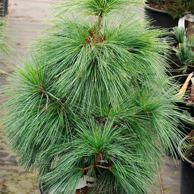 Сосна Шверина Витхорст (Pinus Schwerinii Wiethorst) купить