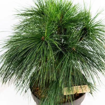Сосна Шверина (Schwerini) купить в Киеве, цена — Greensad