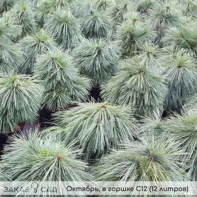 Сосна Шверина Витхорст (Pinus schwerinii Wiethorst) недорого - Зелёная  Гавань