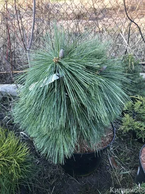 Сосна шверина Витхорст / h 30-40 / Pinus schwerinii Wiethorst  (ID#1825226462), цена: 1200 ₴, купить на Prom.ua