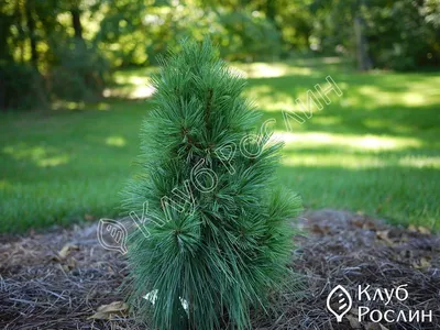 Сосна Шверина Витхорст (Pinus schwerinii Wiethorst) купить саженцы в Москве  по низкой цене из питомника, доставка почтой по всей России |  Интернет-магазин Подворье
