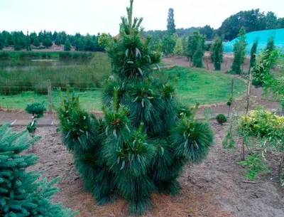 Сосна шверина (pinus schwerinii Wiethorst) | \"Кедр\" Питомник растений в СПб