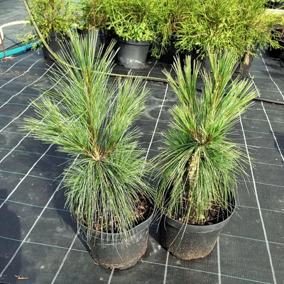 Сосна Шверина Витхорст (висота 0,5м, горщикС5) лат. \"Pinus schwerinii  Wiethorst\" - напівкарликове хвойне деревце, що повільно росте. - GoldForest