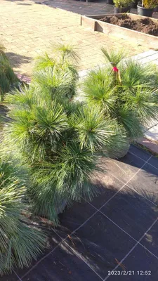 Сосна Шверина Витхорст 90/100 Pinus schwerinii Wiethorst 25л (Н) — цена в  LETTO