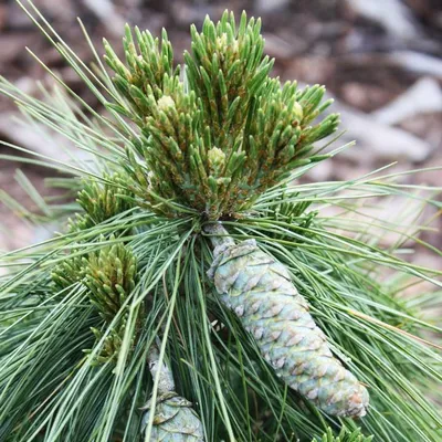 Сосна шверина Витхорст / h 30-40 / Pinus schwerinii Wiethorst  (ID#1825226462), цена: 1200 ₴, купить на Prom.ua