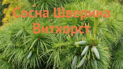 Сосна Шверина Витхорст (Pinus schwerinii Wiethorst) купить саженцы в Москве  по низкой цене из питомника, доставка почтой по всей России |  Интернет-магазин Подворье