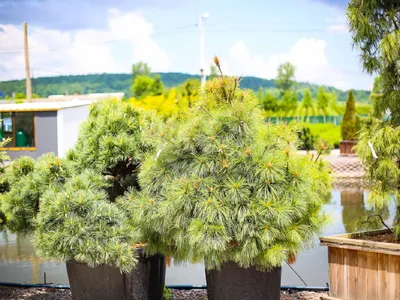 Сосна Шверина Витхорст Pinus schwerinii Wiethorst 5л (Н) — цена в LETTO