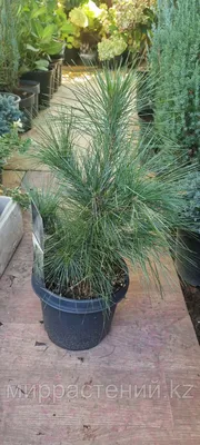 Сосна Шверина Витхорст (Pinus schwerinii Wiethorst) Краткое описание сорта.  - YouTube | Сосна, Растения, Бюджет