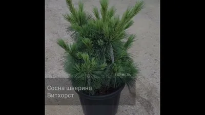 Сосна черная Шверина Витхорст (wiethorst) 🌿 обзор: как сажать, саженцы сосны  Шверина Витхорст - YouTube