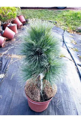 Сосна Шверина 'Ваеторст' (Pinus schwerinii 'Wiethorst') (id 53973153),  купить в Казахстане, цена на Satu.kz